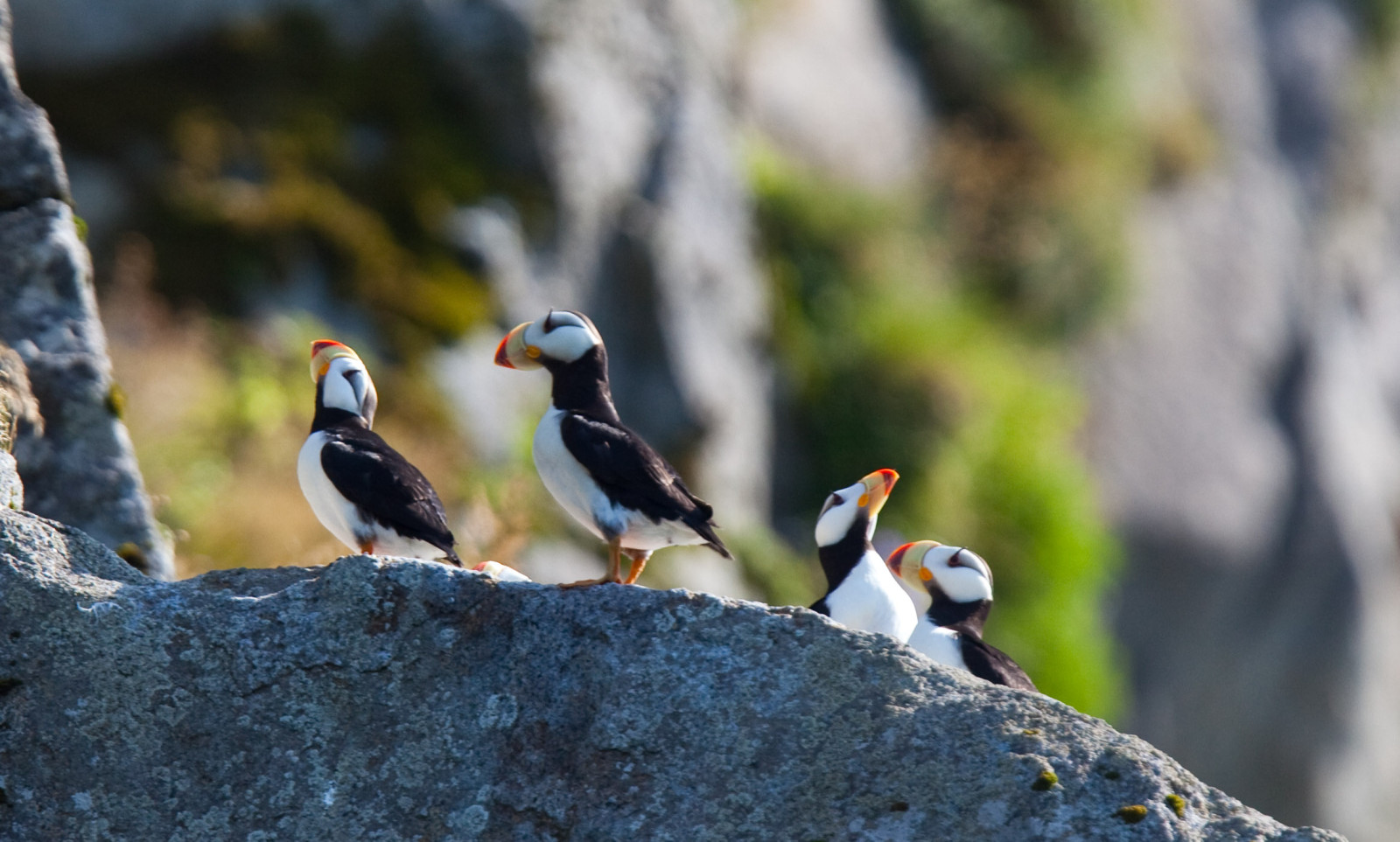 image Horned Puffin
